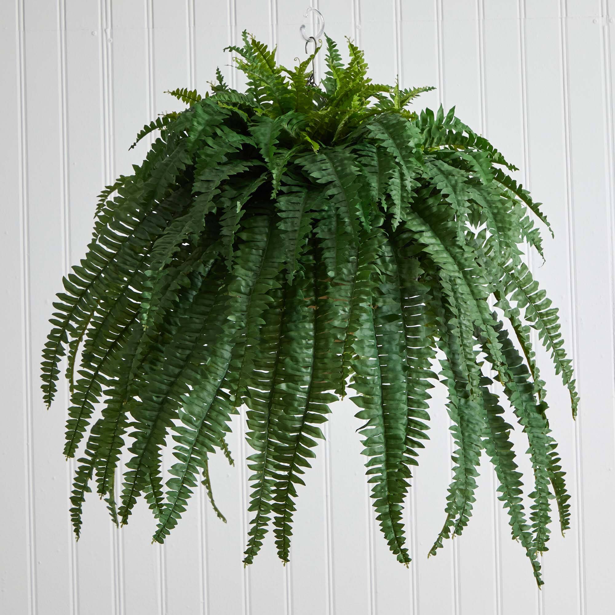 3ft. Boston Fern Plant in Metal Hanging Bowl